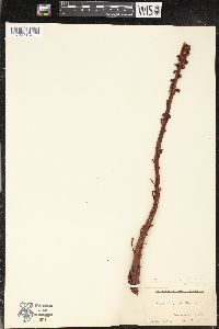 Pterospora andromedea image