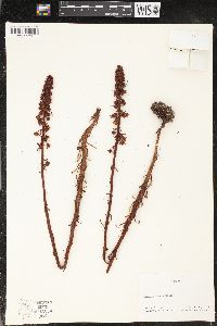 Pterospora andromedea image