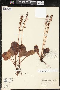 Pyrola americana image