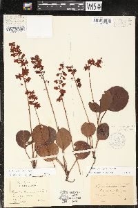 Pyrola americana image