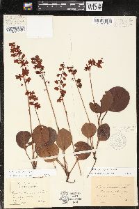 Pyrola americana image