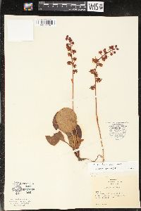 Pyrola americana image