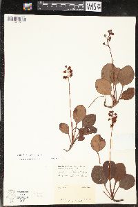 Pyrola americana image