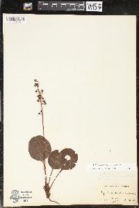 Pyrola americana image