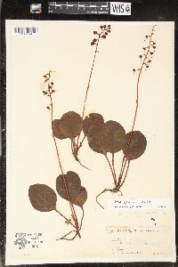 Pyrola americana image