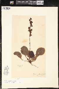 Pyrola americana image