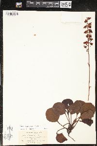 Pyrola americana image