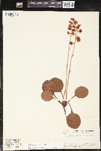 Pyrola americana image