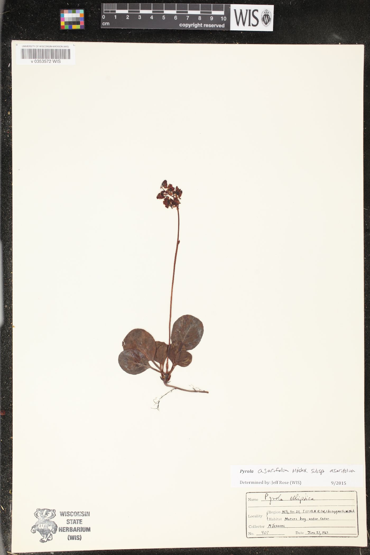 Pyrola asarifolia subsp. asarifolia image