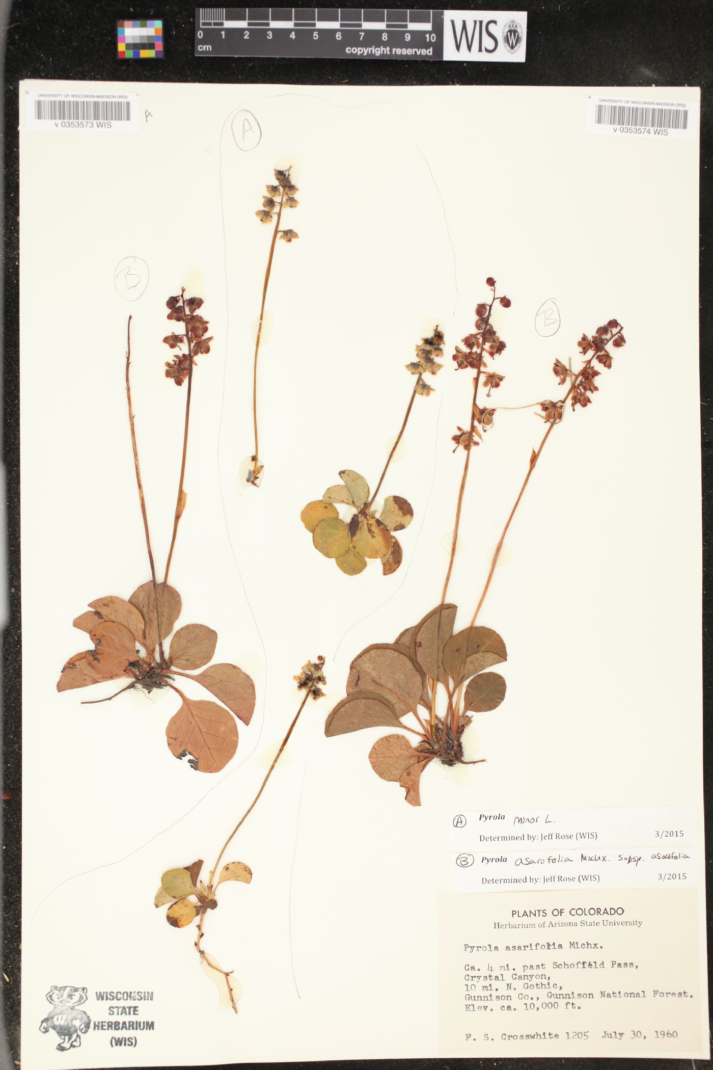 Pyrola minor image