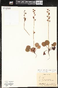 Pyrola asarifolia image