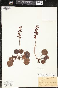 Pyrola asarifolia image