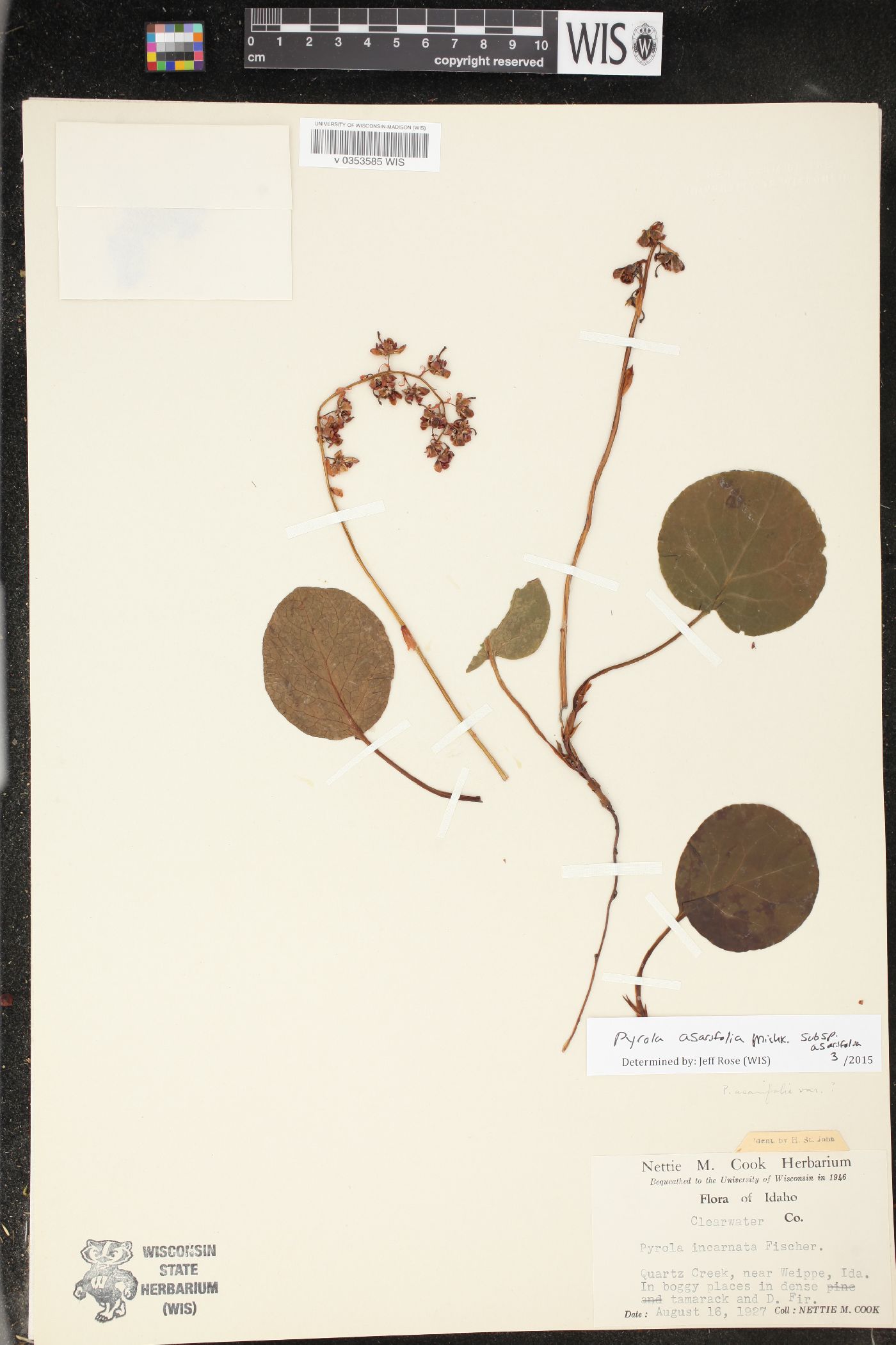 Pyrola asarifolia subsp. asarifolia image