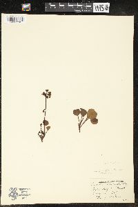 Pyrola chlorantha image