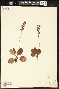 Pyrola chlorantha image