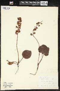 Pyrola asarifolia image