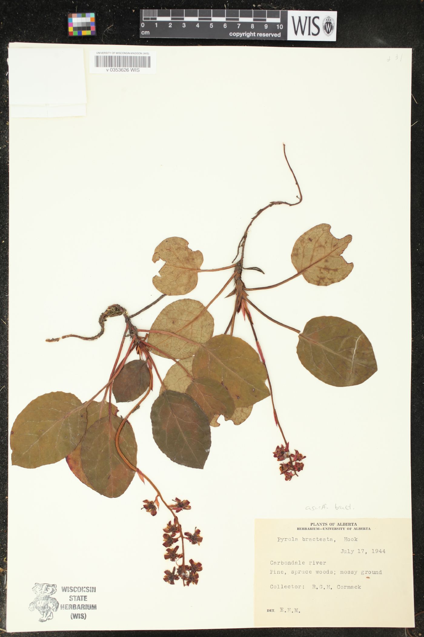 Pyrola asarifolia var. bracteata image