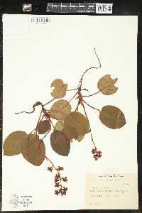 Pyrola asarifolia image