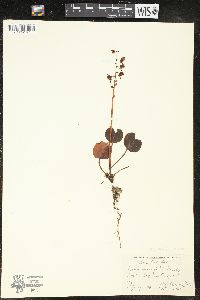 Pyrola asarifolia image