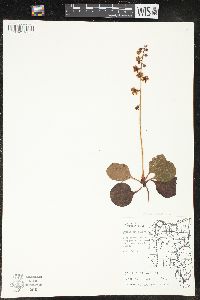 Pyrola americana image