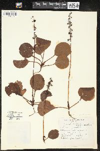 Pyrola americana image