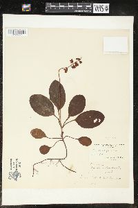 Pyrola elliptica image