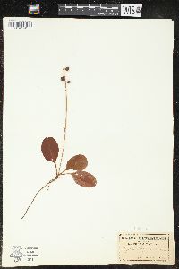 Pyrola elliptica image