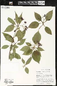 Viburnum lentago image