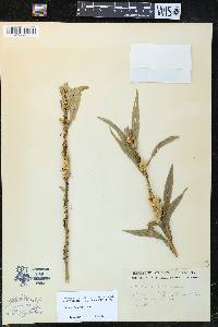 Cuscuta glomerata image