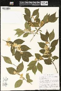 Lonicera maackii image