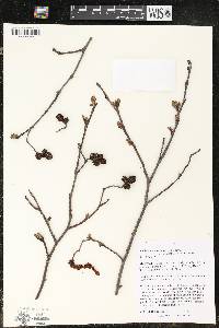 Alnus incana subsp. rugosa image