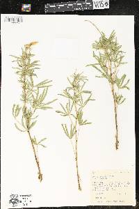Lupinus argenteus var. argenteus image