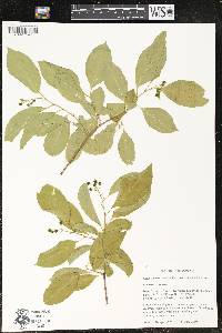 Celastrus scandens image