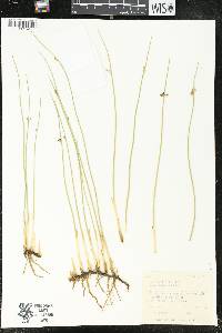 Juncus balticus subsp. ater image