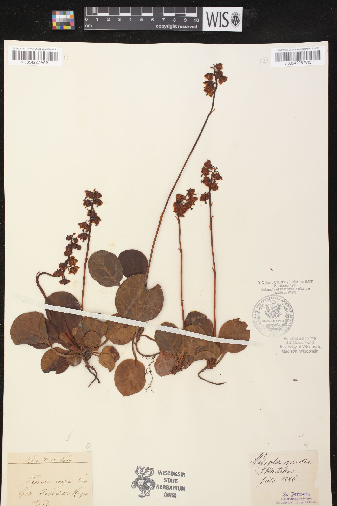 Pyrola media image