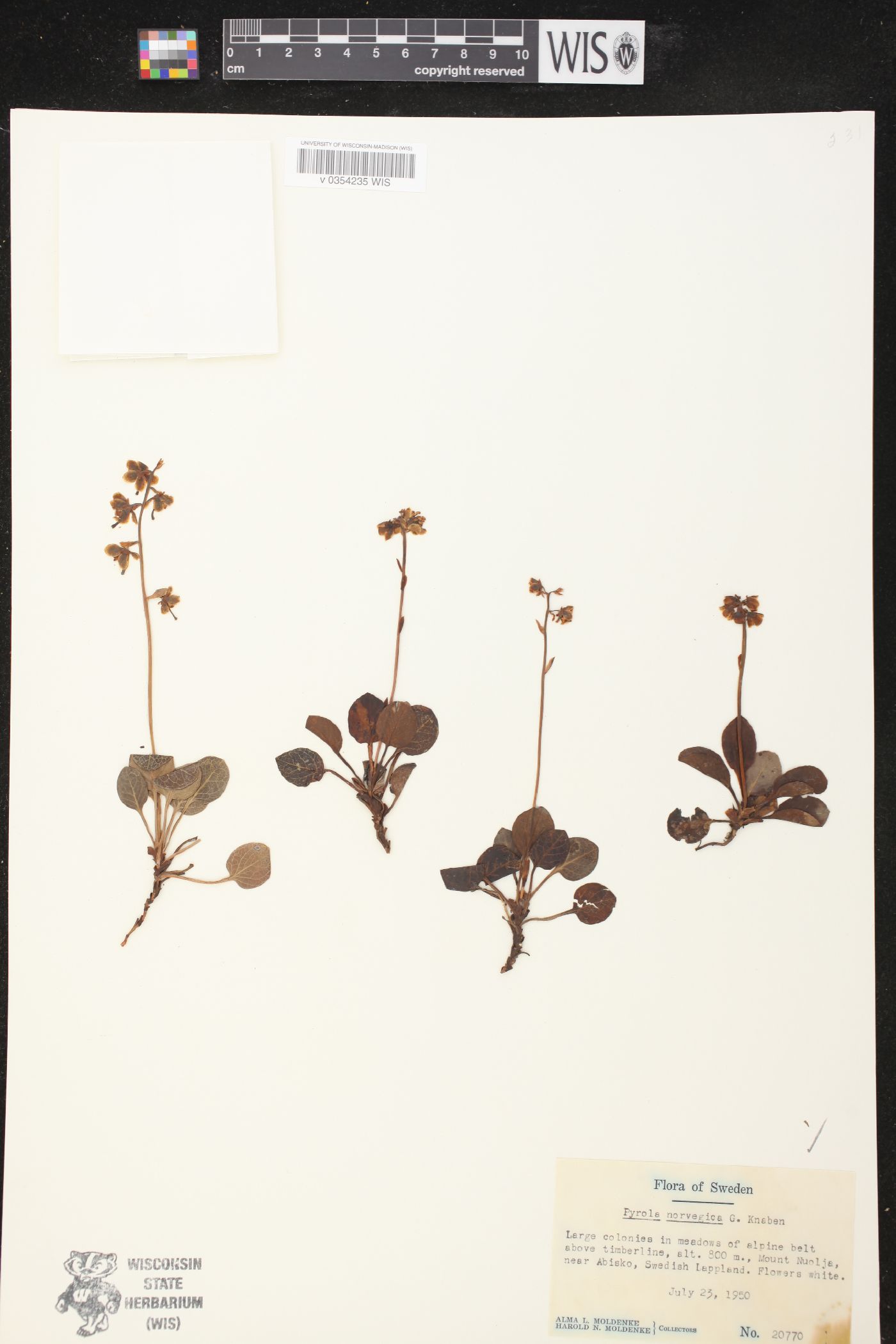 Pyrola rotundifolia subsp. norvegica image