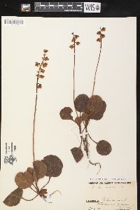 Pyrola media image