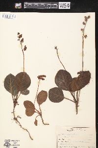 Pyrola japonica image