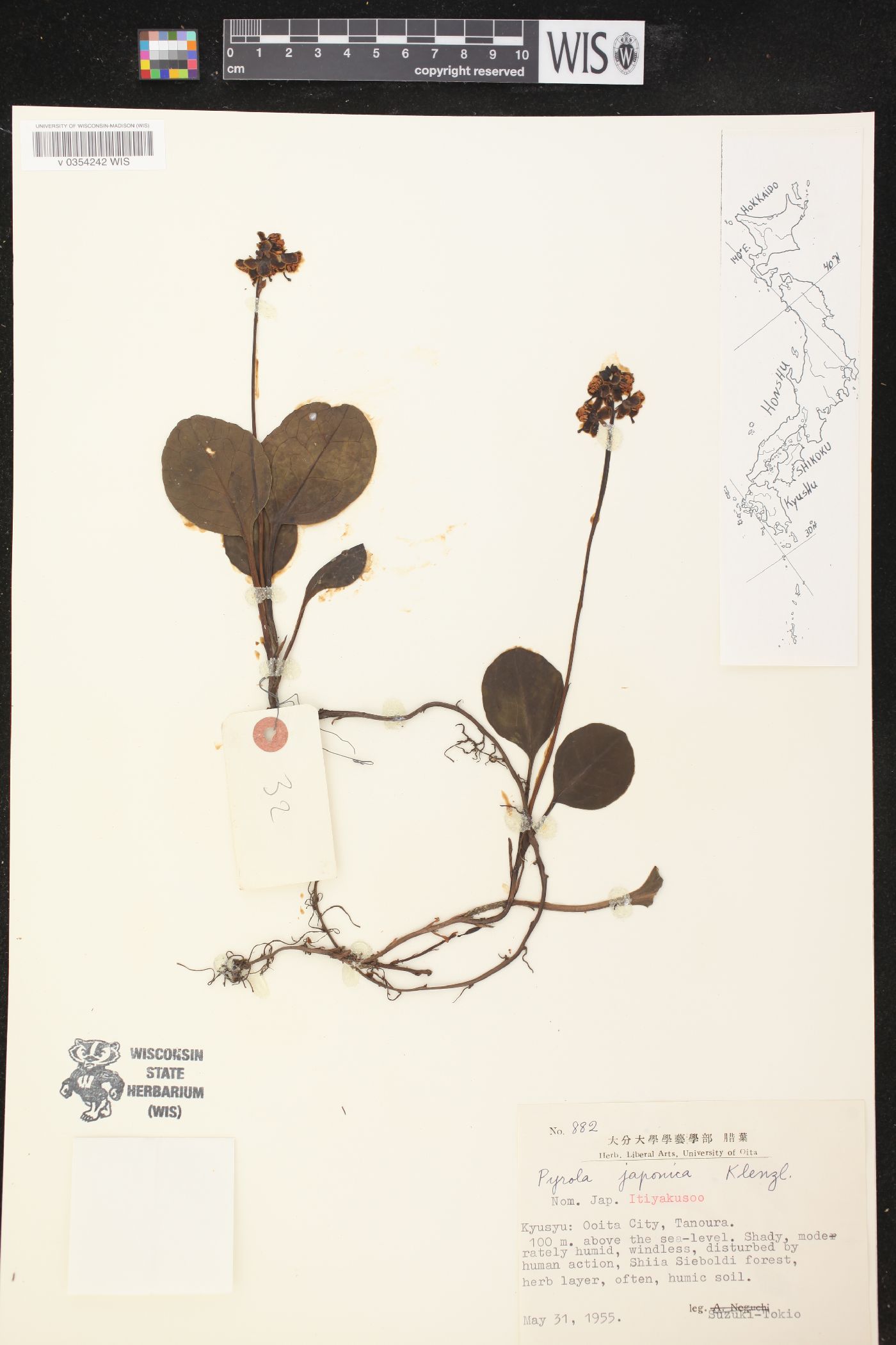 Pyrola japonica image