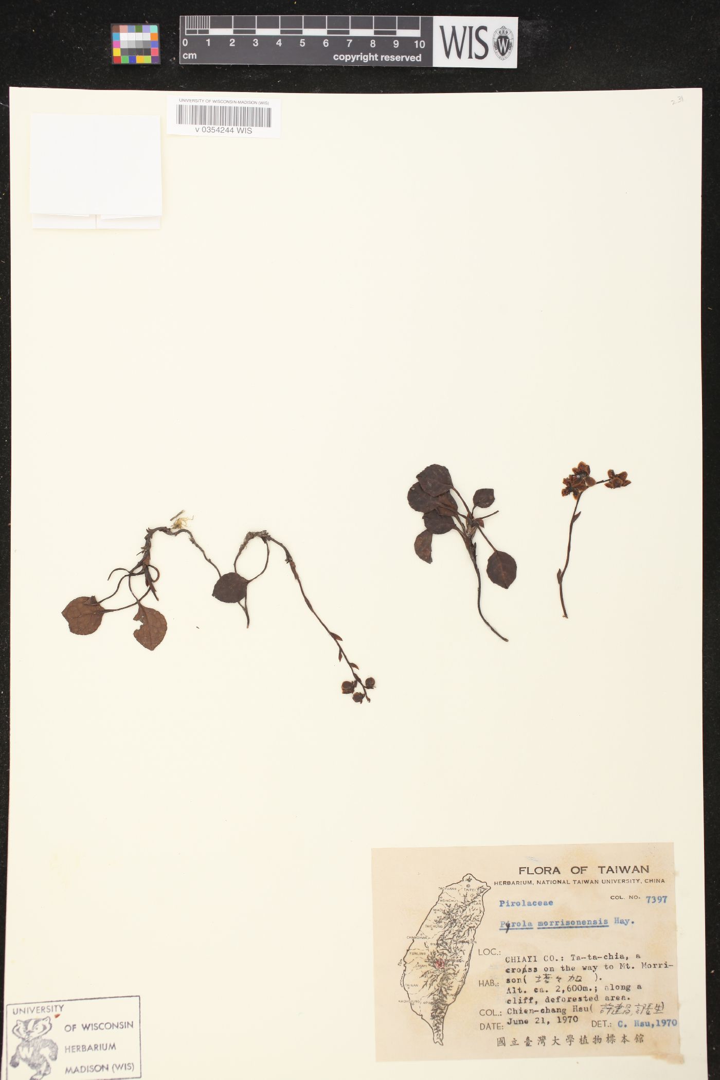 Pyrola morrisonensis image