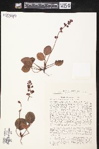 Pyrola asarifolia subsp. incarnata image