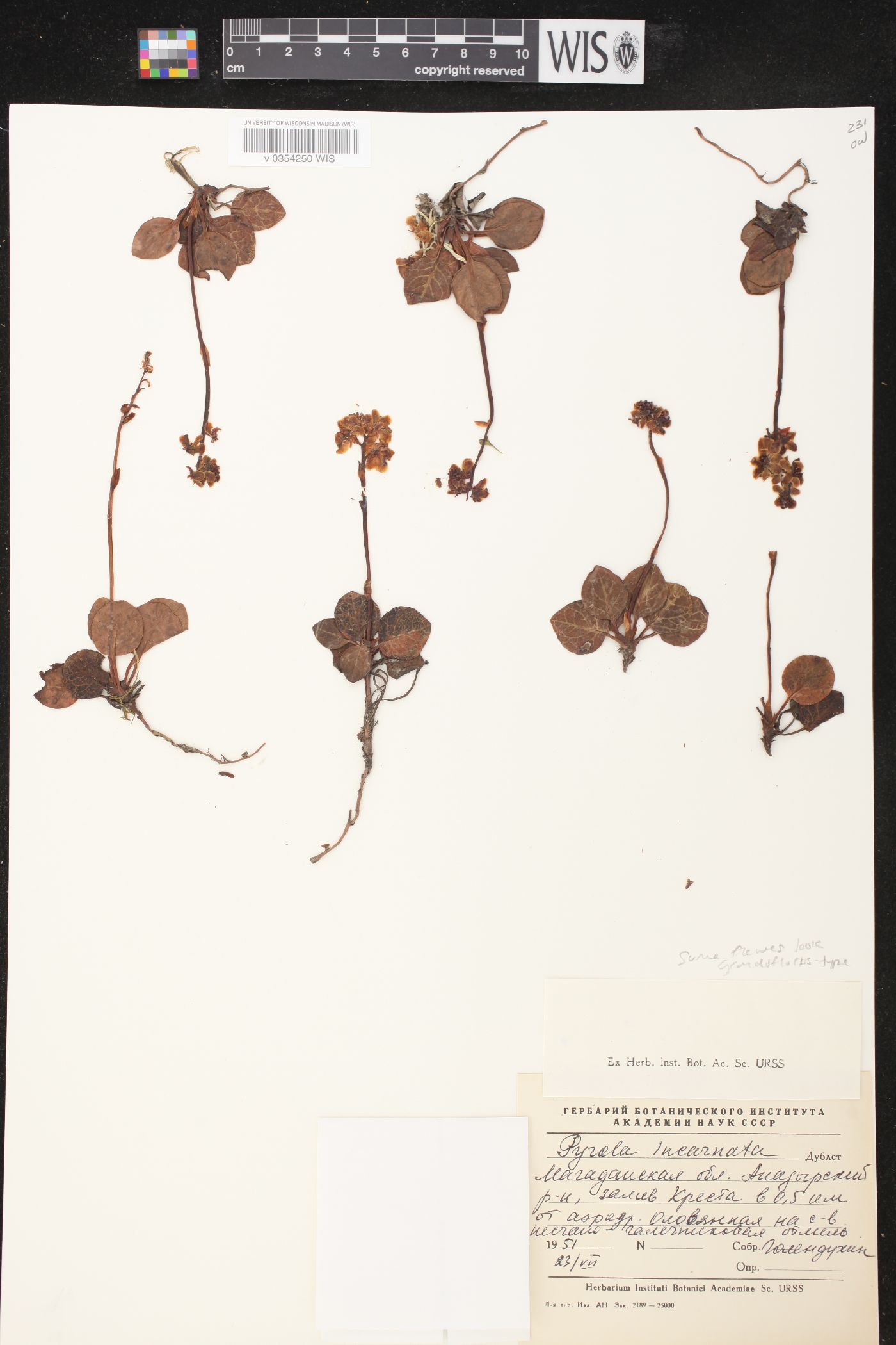 Pyrola asarifolia subsp. incarnata image