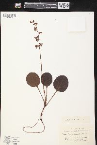 Pyrola asarifolia subsp. incarnata image