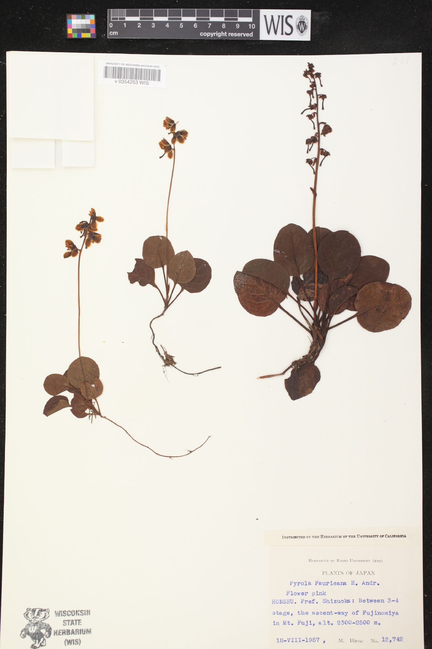 Pyrola faurieana image