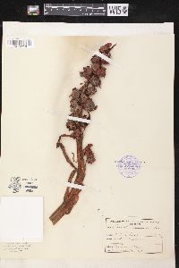 Sarcodes sanguinea image