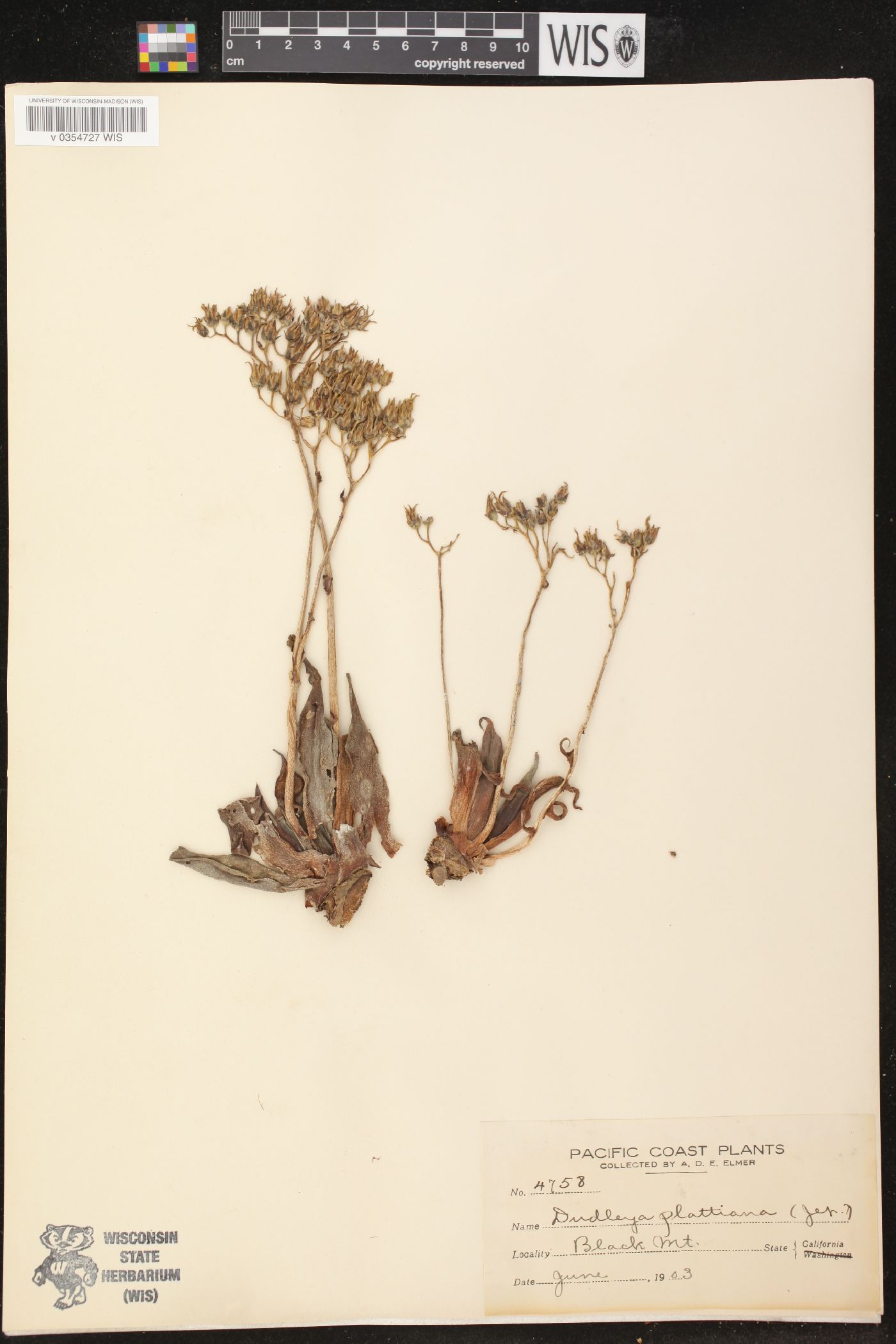 Dudleya plattiana image