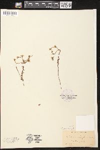 Image of Dudleya variegata
