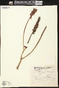 Echeveria coccinea image