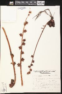 Echeveria mucronata image