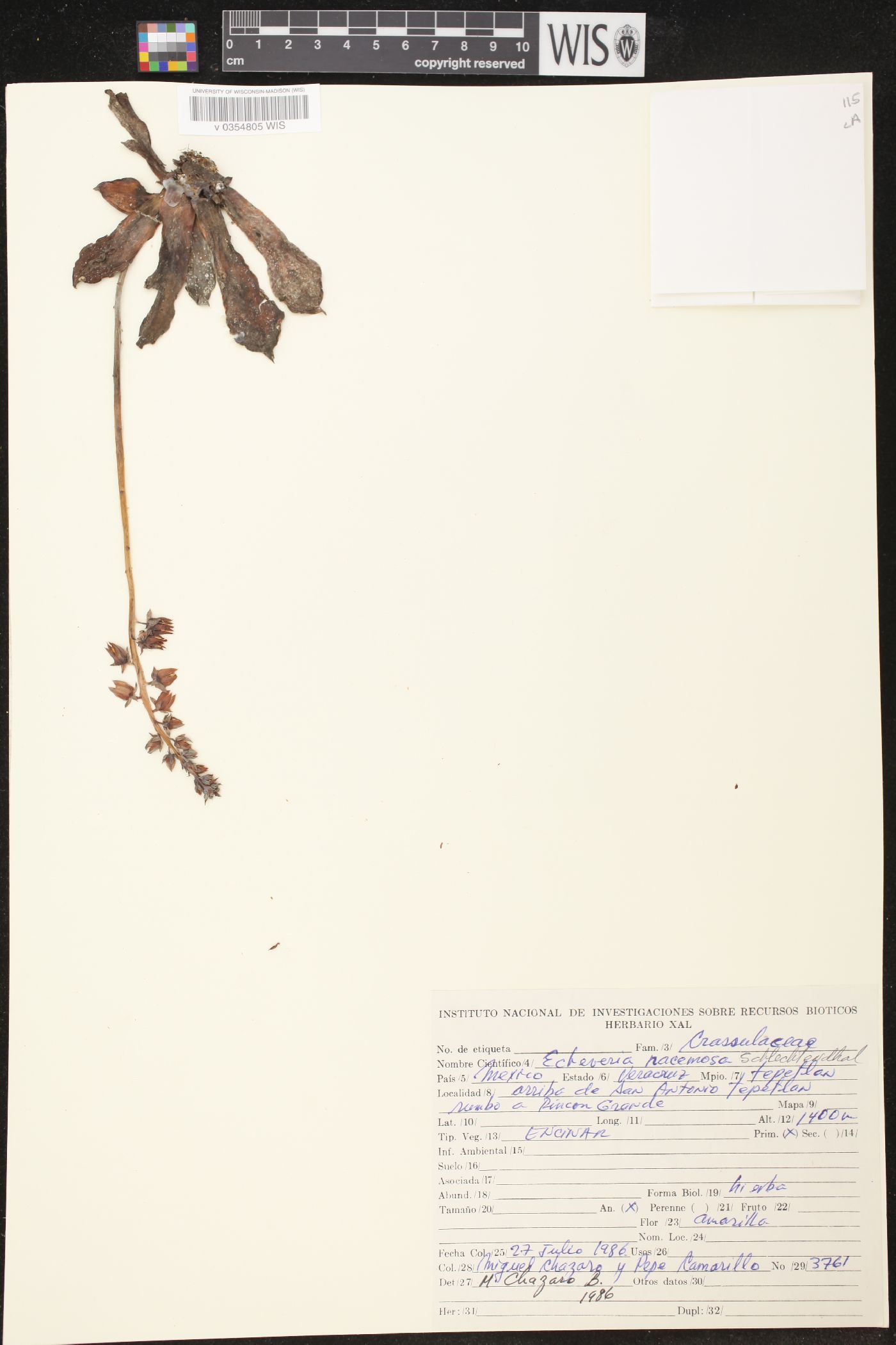 Echeveria racemosa image